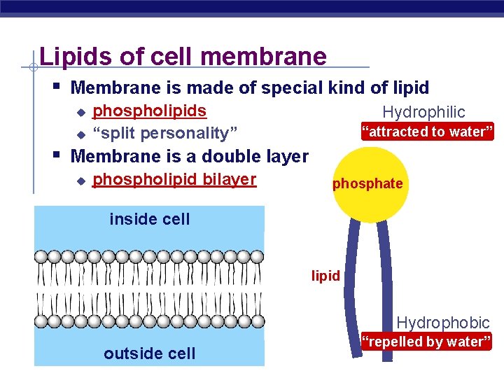 Lipids of cell membrane § Membrane is made of special kind of lipid u