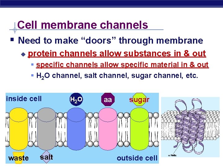 Cell membrane channels § Need to make “doors” through membrane u protein channels allow