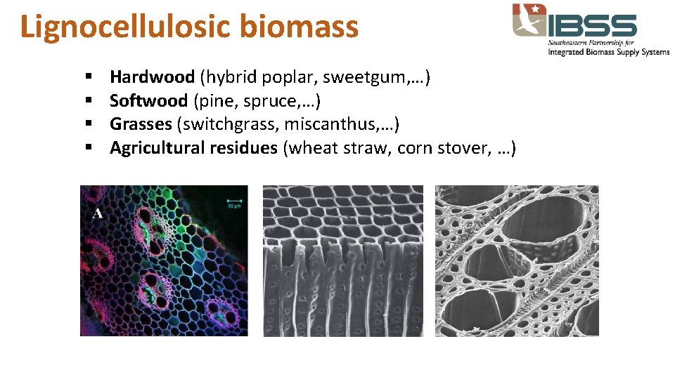 Lignocellulosic biomass § § Hardwood (hybrid poplar, sweetgum, …) Softwood (pine, spruce, …) Grasses