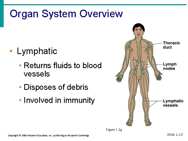 Organ System Overview • Lymphatic • Returns fluids to blood vessels • Disposes of