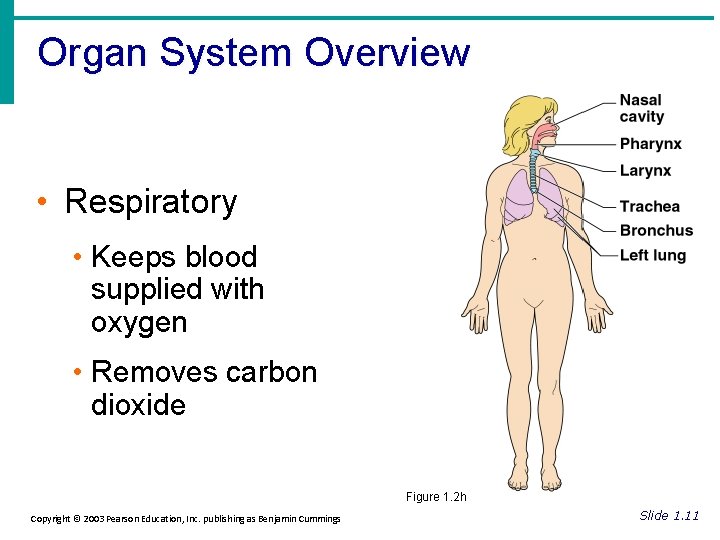 Organ System Overview • Respiratory • Keeps blood supplied with oxygen • Removes carbon