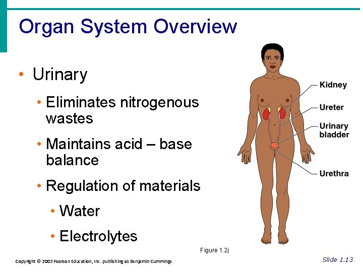 Organ System Overview • Urinary • Eliminates nitrogenous wastes • Maintains acid – base Organ System Overview • Urinary • Eliminates nitrogenous wastes • Maintains acid – base