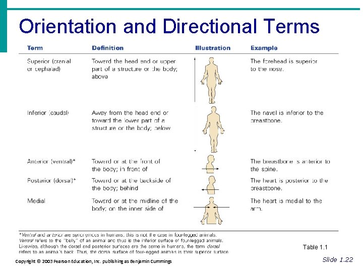 Orientation and Directional Terms Table 1. 1 Copyright © 2003 Pearson Education, Inc. publishing