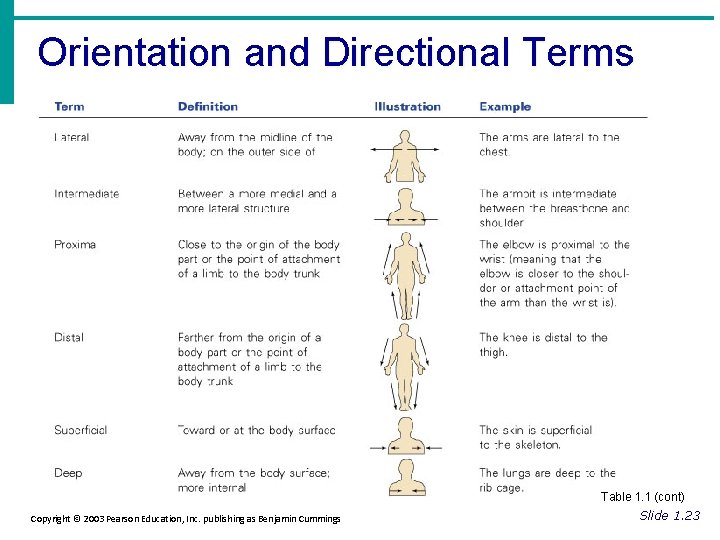 Orientation and Directional Terms Table 1. 1 (cont) Copyright © 2003 Pearson Education, Inc.