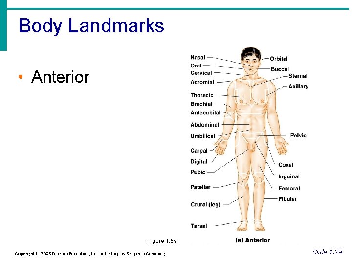 Body Landmarks • Anterior Figure 1. 5 a Copyright © 2003 Pearson Education, Inc.