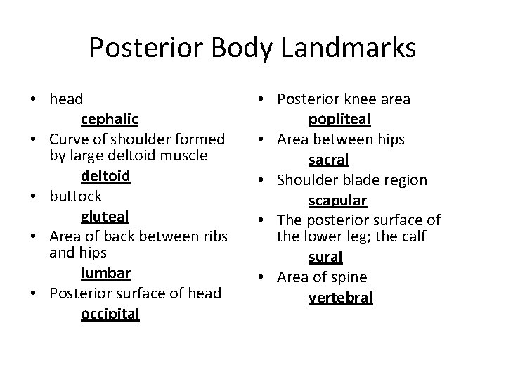 Posterior Body Landmarks • head cephalic • Curve of shoulder formed by large deltoid Posterior Body Landmarks • head cephalic • Curve of shoulder formed by large deltoid