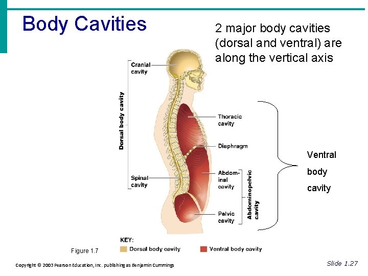 Body Cavities 2 major body cavities (dorsal and ventral) are along the vertical axis