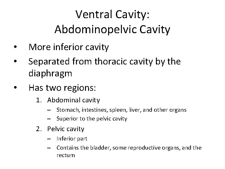 Ventral Cavity: Abdominopelvic Cavity • • • More inferior cavity Separated from thoracic cavity