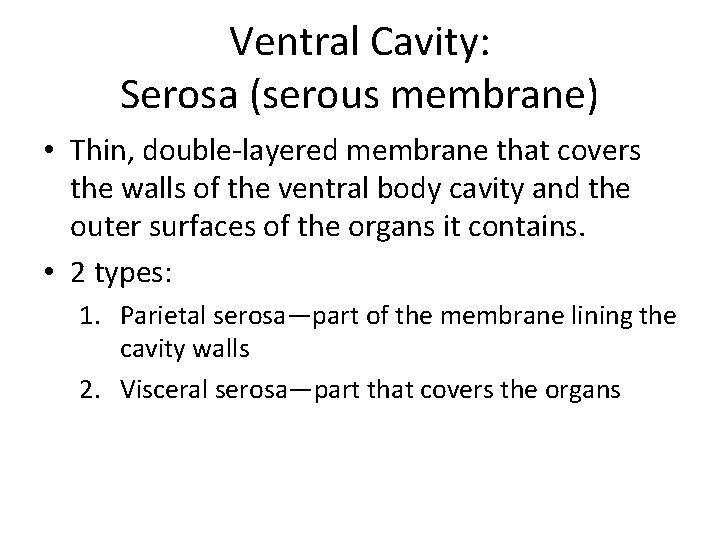 Ventral Cavity: Serosa (serous membrane) • Thin, double-layered membrane that covers the walls of