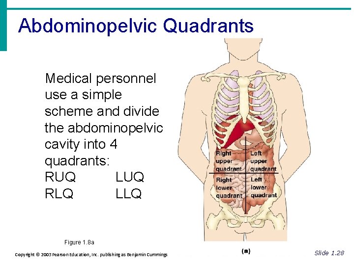 Abdominopelvic Quadrants Medical personnel use a simple scheme and divide the abdominopelvic cavity into
