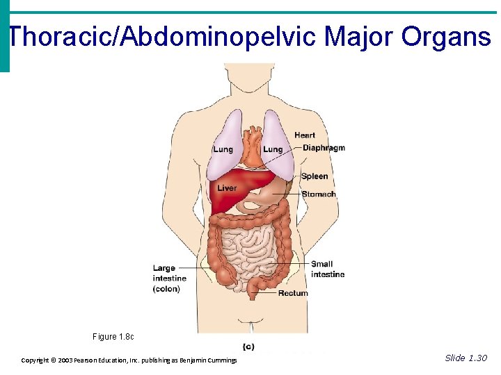 Thoracic/Abdominopelvic Major Organs Figure 1. 8 c Copyright © 2003 Pearson Education, Inc. publishing Thoracic/Abdominopelvic Major Organs Figure 1. 8 c Copyright © 2003 Pearson Education, Inc. publishing