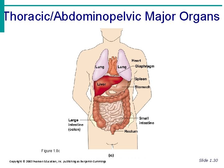 Thoracic/Abdominopelvic Major Organs Figure 1. 8 c Copyright © 2003 Pearson Education, Inc. publishing