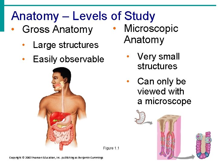 Anatomy – Levels of Study • Microscopic Anatomy • Gross Anatomy • Large structures