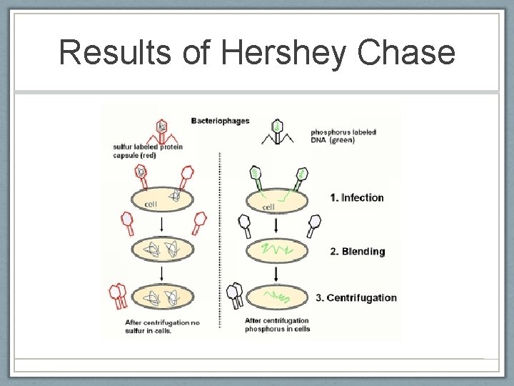 Results of Hershey Chase 