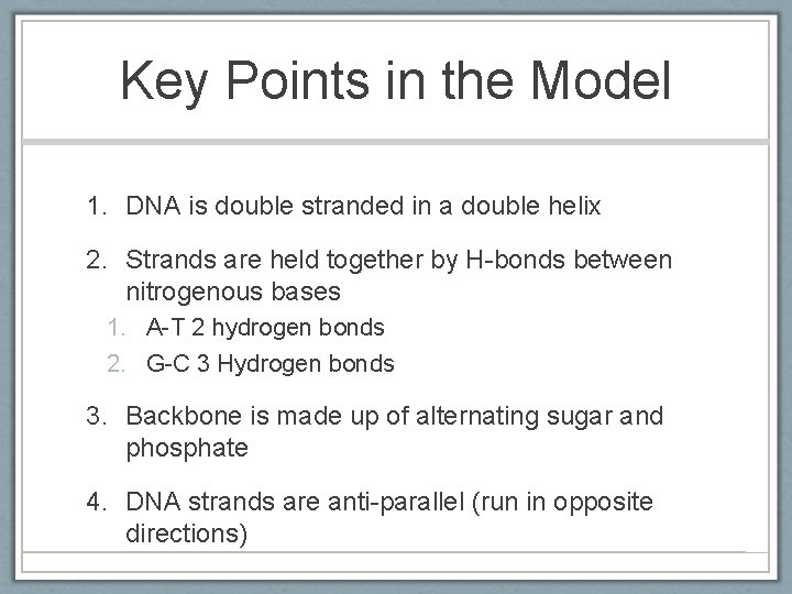 Key Points in the Model 1. DNA is double stranded in a double helix