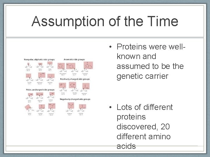 Assumption of the Time • Proteins were wellknown and assumed to be the genetic