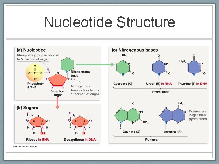 Nucleotide Structure 