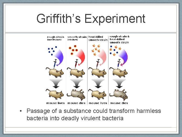 Griffith’s Experiment • Passage of a substance could transform harmless bacteria into deadly virulent