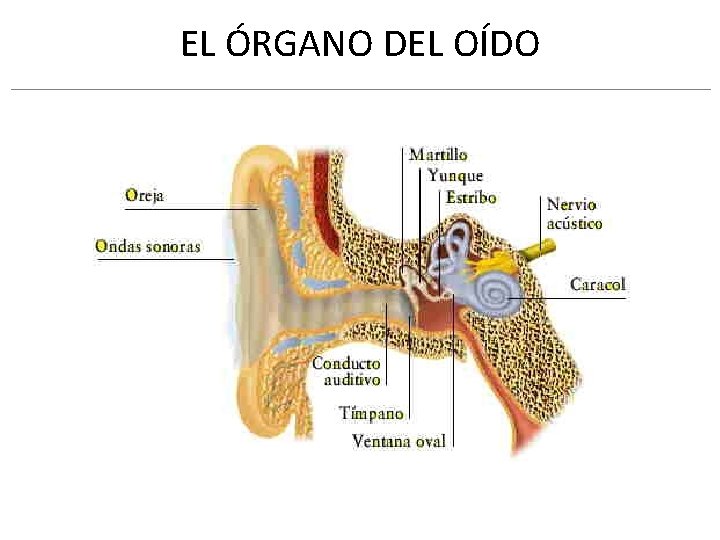 EL ÓRGANO DEL OÍDO 