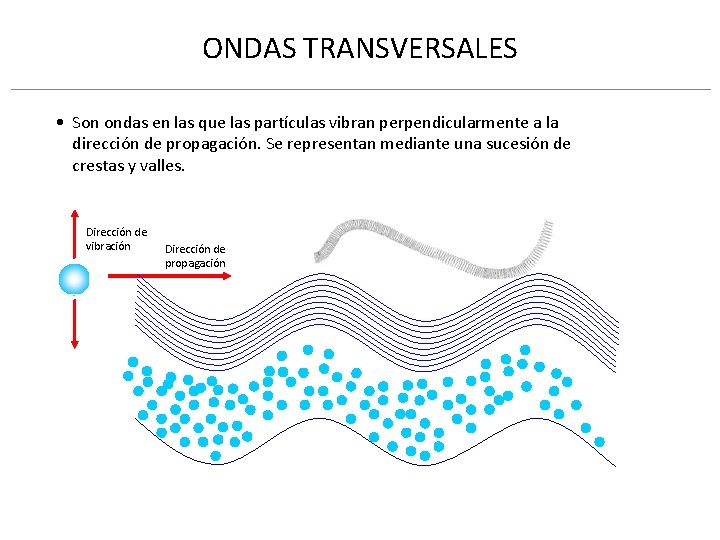 ONDAS TRANSVERSALES • Son ondas en las que las partículas vibran perpendicularmente a la