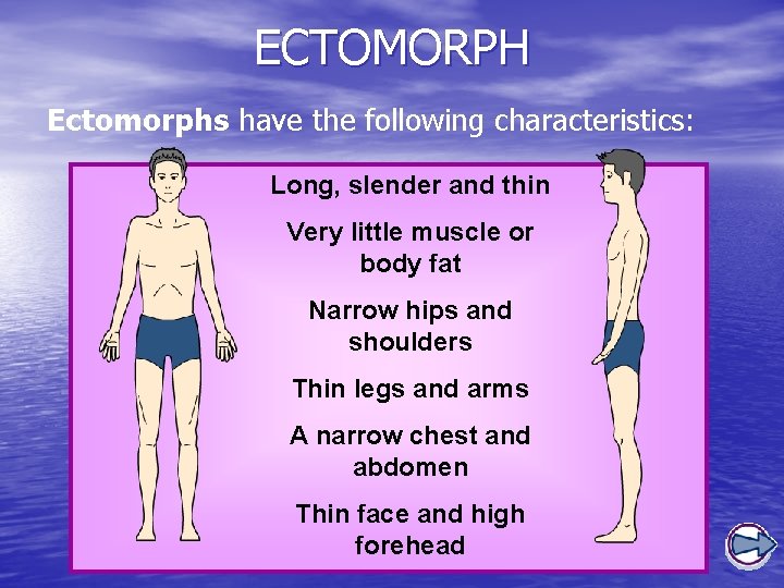 ECTOMORPH Ectomorphs have the following characteristics: Long, slender and thin Very little muscle or