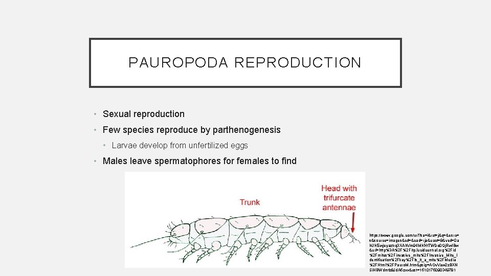 PAUROPODA REPRODUCTION • Sexual reproduction • Few species reproduce by parthenogenesis • Larvae develop