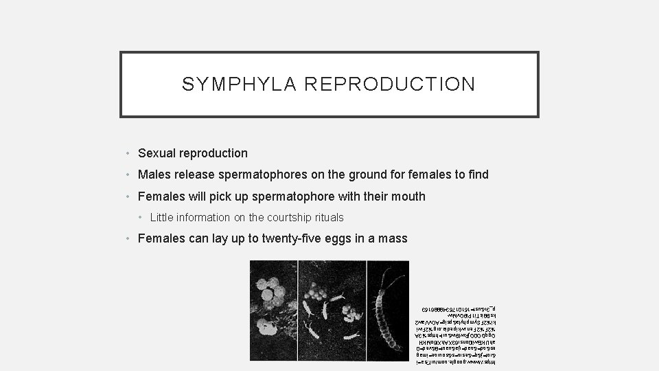 SYMPHYLA REPRODUCTION • Sexual reproduction • Males release spermatophores on the ground for females