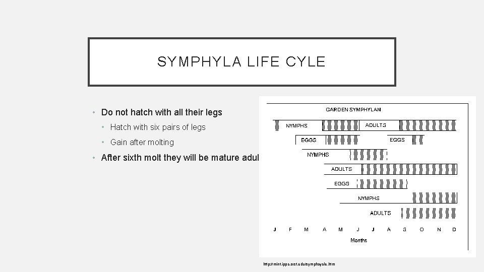 SYMPHYLA LIFE CYLE • Do not hatch with all their legs • Hatch with