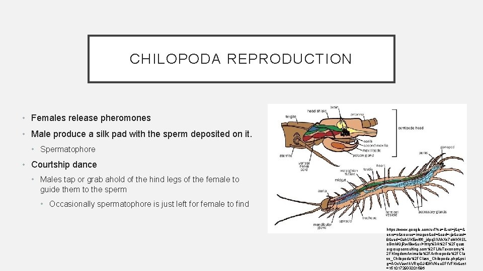 CHILOPODA REPRODUCTION • Females release pheromones • Male produce a silk pad with the