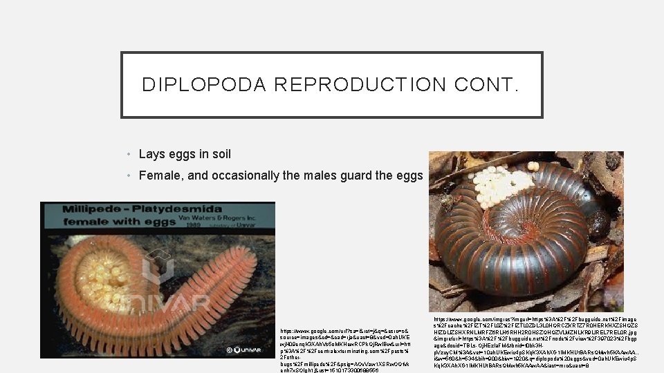 DIPLOPODA REPRODUCTION CONT. • Lays eggs in soil • Female, and occasionally the males