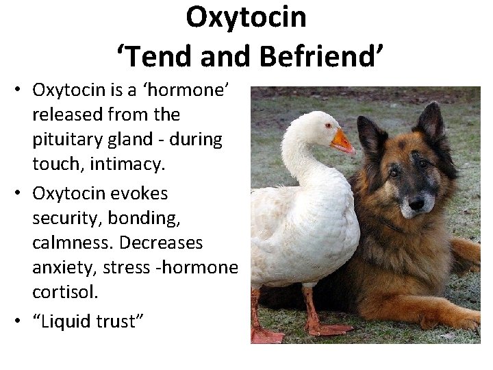 Oxytocin ‘Tend and Befriend’ • Oxytocin is a ‘hormone’ released from the pituitary gland