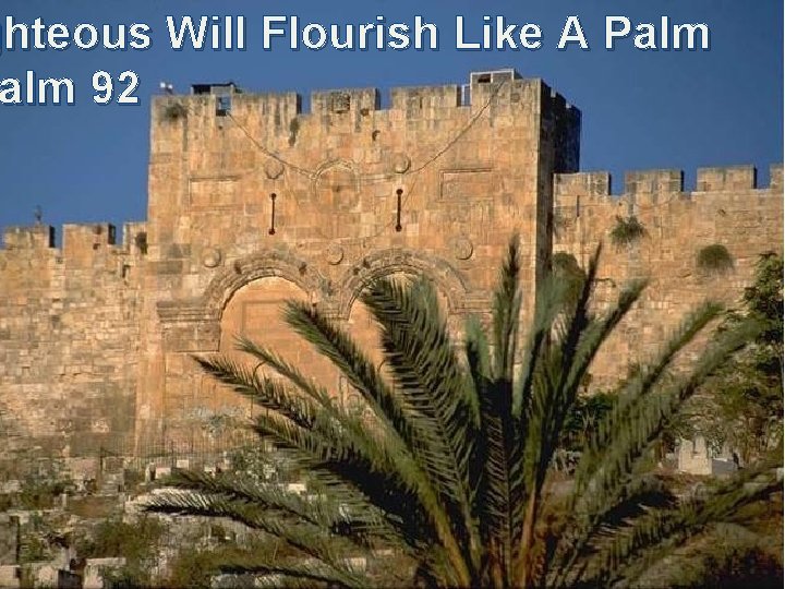 ghteous Will Flourish Like A Palm 92 