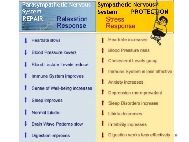 Parasympathetic Nervous System REPAIR Sympathetic Nervous System PROTECTION 39 