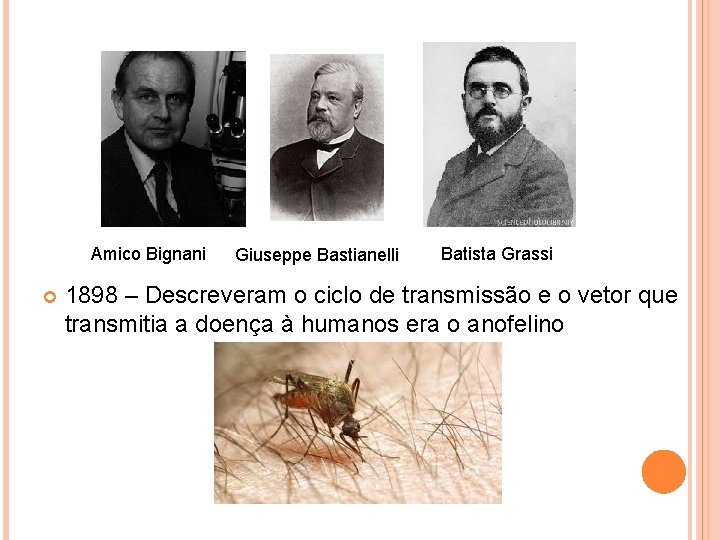 Amico Bignani Giuseppe Bastianelli Batista Grassi 1898 – Descreveram o ciclo de transmissão e