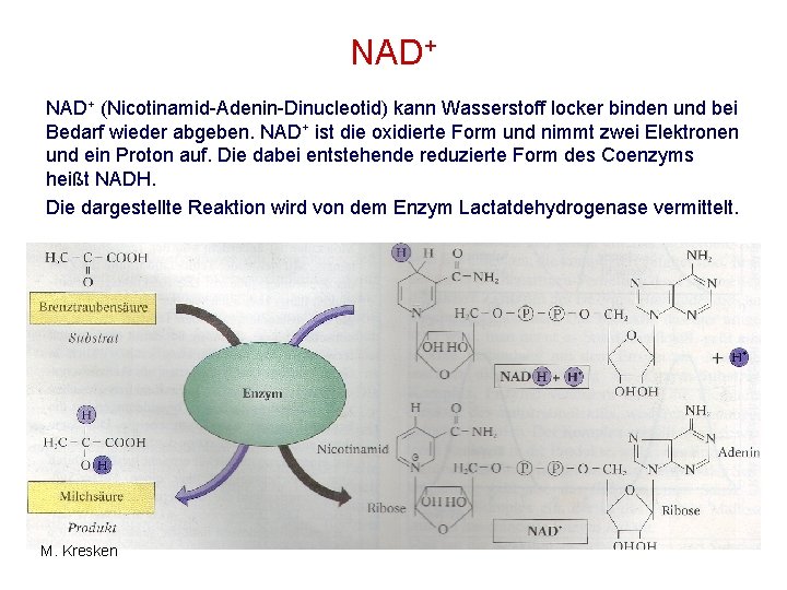 NAD+ (Nicotinamid-Adenin-Dinucleotid) kann Wasserstoff locker binden und bei Bedarf wieder abgeben. NAD+ ist die