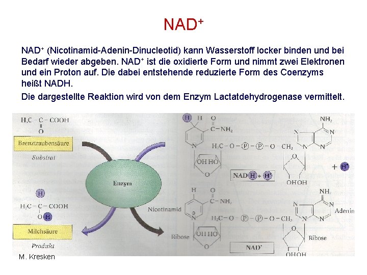 NAD+ (Nicotinamid-Adenin-Dinucleotid) kann Wasserstoff locker binden und bei Bedarf wieder abgeben. NAD+ ist die NAD+ (Nicotinamid-Adenin-Dinucleotid) kann Wasserstoff locker binden und bei Bedarf wieder abgeben. NAD+ ist die