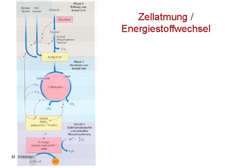 Zellatmung / Energiestoffwechsel M. Kresken 