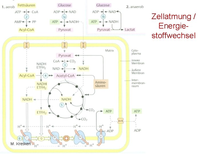 Zellatmung / Energiestoffwechsel M. Kresken Zellatmung / Energiestoffwechsel M. Kresken