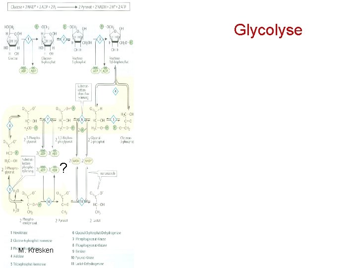 Glycolyse ? M. Kresken Glycolyse ? M. Kresken