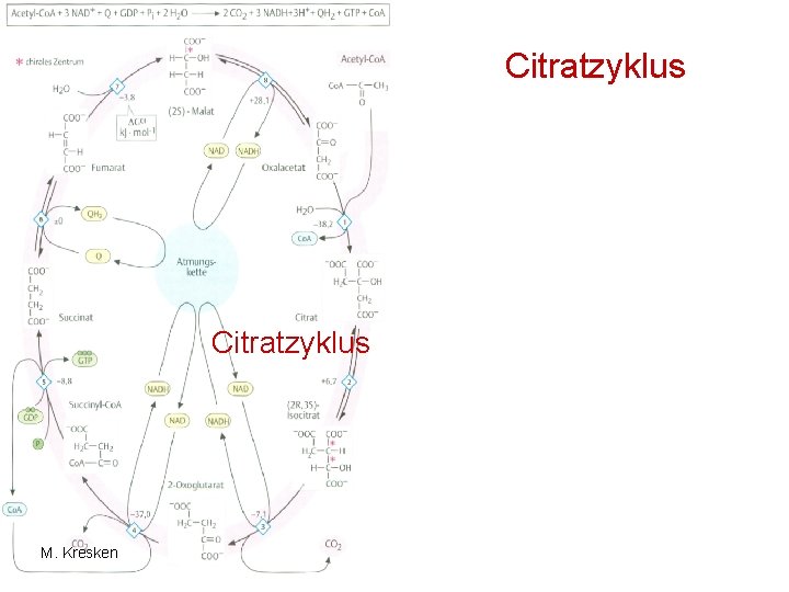 Citratzyklus M. Kresken Citratzyklus M. Kresken