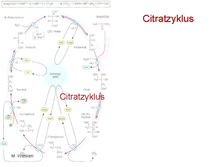 Citratzyklus M. Kresken 