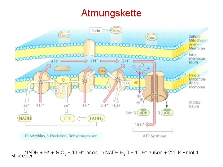 Atmungskette NADH + H+ + ½ O 2 + 10 H+ innen NAD+ H Atmungskette NADH + H+ + ½ O 2 + 10 H+ innen NAD+ H