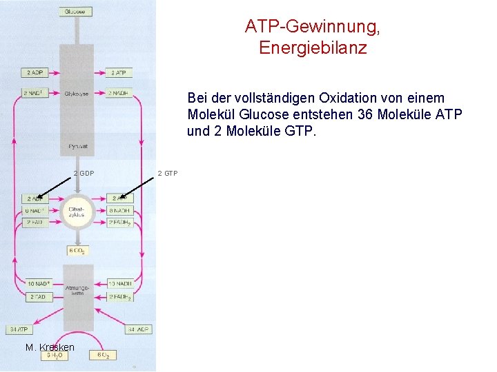 ATP-Gewinnung, Energiebilanz Bei der vollständigen Oxidation von einem Molekül Glucose entstehen 36 Moleküle ATP