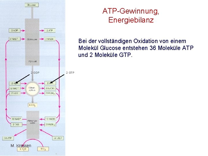 ATP-Gewinnung, Energiebilanz Bei der vollständigen Oxidation von einem Molekül Glucose entstehen 36 Moleküle ATP ATP-Gewinnung, Energiebilanz Bei der vollständigen Oxidation von einem Molekül Glucose entstehen 36 Moleküle ATP