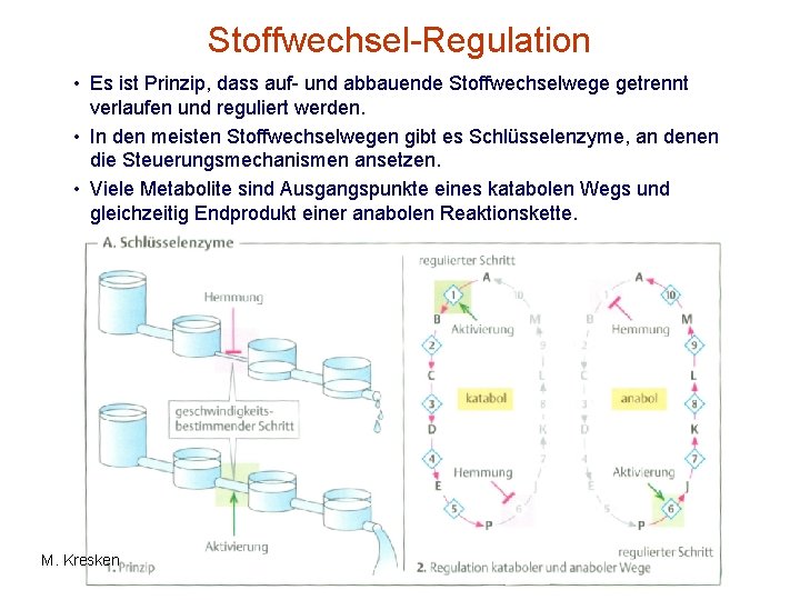 Stoffwechsel-Regulation • Es ist Prinzip, dass auf- und abbauende Stoffwechselwege getrennt verlaufen und reguliert