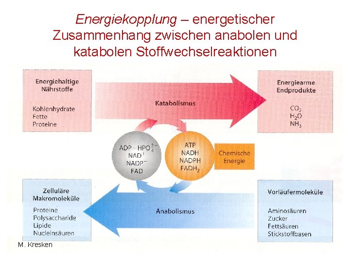 Energiekopplung – energetischer Zusammenhang zwischen anabolen und katabolen Stoffwechselreaktionen M. Kresken 