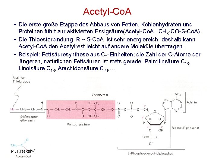 Acetyl-Co. A • Die erste große Etappe des Abbaus von Fetten, Kohlenhydraten und Proteinen