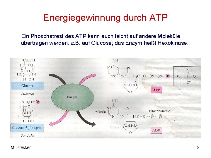 Energiegewinnung durch ATP Ein Phosphatrest des ATP kann auch leicht auf andere Moleküle übertragen