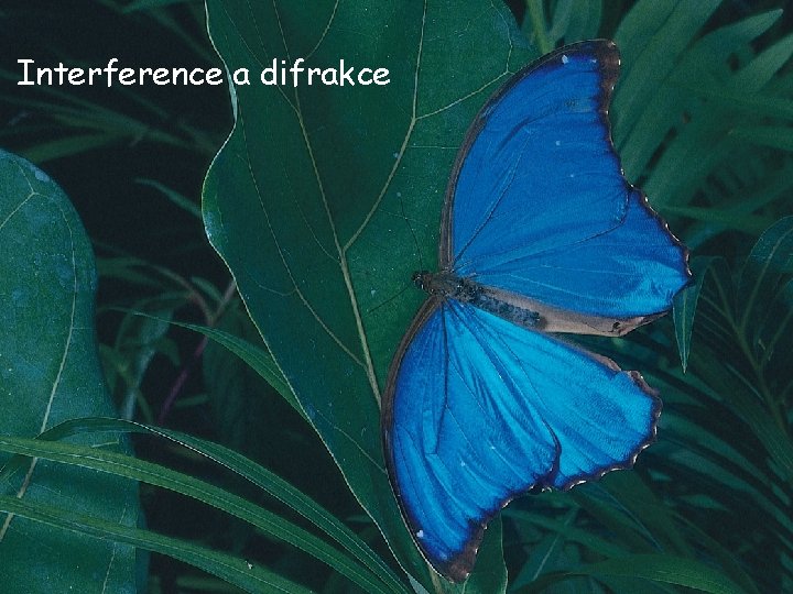 Interference a difrakce 