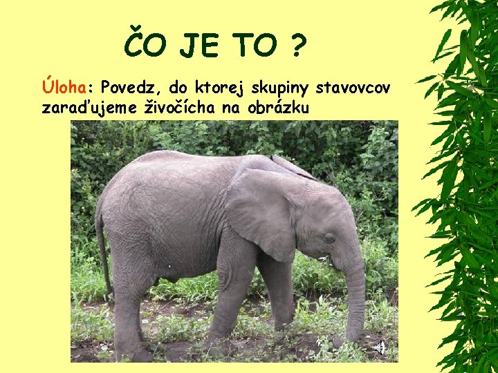 ČO JE TO ? Úloha: Povedz, do ktorej skupiny stavovcov zaraďujeme živočícha na obrázku